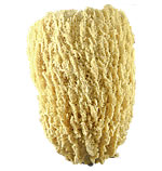 Wire Grass Vase Sponge aka Sea Cap