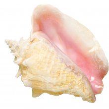 pink queen conch shell