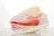 Slit-Back Pink Conch Shell 8"- 9" By SeaSationals