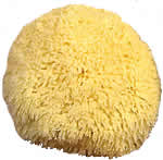 Caribbean Grass Sponge