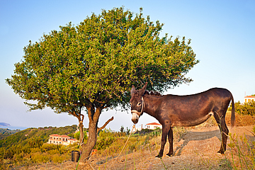 Greek Island Olive Tree and Donkey