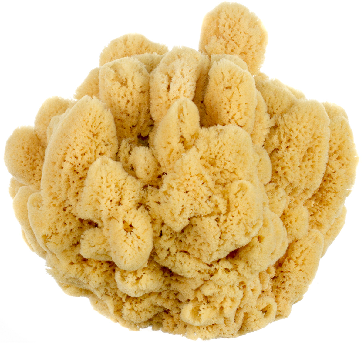 Bahamian Mangrove Key Decor Sponge