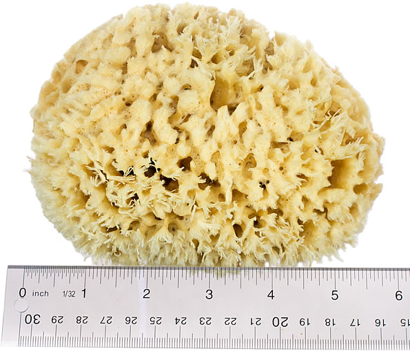Wool Bath Sea Sponge