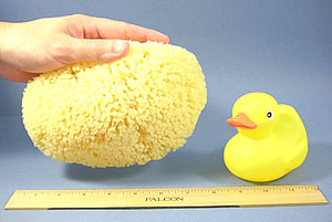 Yellow Sea Sponges for Bathing HUGE 7 to 8 inches in diameter. – Colquitt  Bath Co.