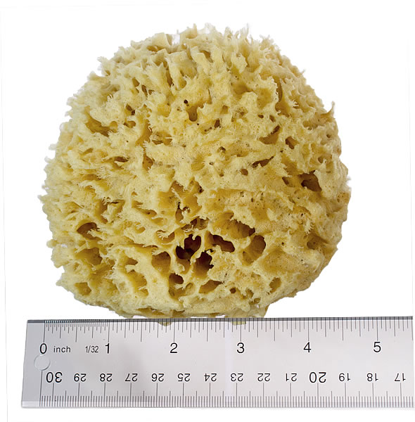 Natural Sponges - Silk & Wool