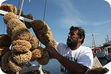 Tarpon Springs Sponge Diver