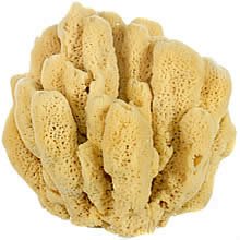 sea sponge for display, decoration and marine themed rooms