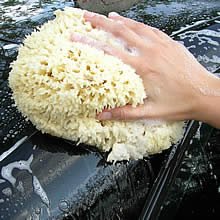 sea sponge for auto marine and horses