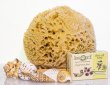 SeaSationals® Natural Wool Sea Sponge Bath Kits