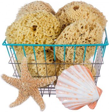 Premium Florida Rock Island Wool Sponges - Silky Soft #1 Seller