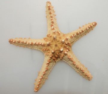 Horned Starfish 8-10 Inches By SeaSationals
