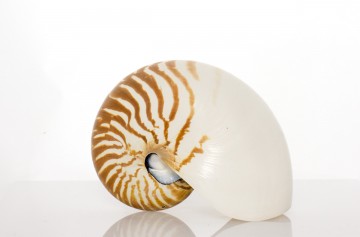 Natural Nautilus Whole 6" By SeaSationals