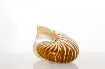 Natural Nautilus Whole 6" By SeaSationals