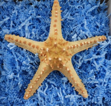 Horned Starfish 8-10 Inches By SeaSationals