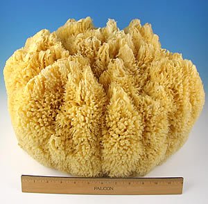 Wool Display Sponge
