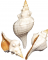 Florida Horse Conch 12"- 14" By SeaSationals
