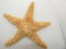 Brown Sugar Starfish 8-10 Inches by SeaSationals